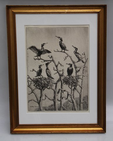 Etching: Falke Bang (1912-1998) Denmark Bird: cormorant  45.5 x  34.5 cm 
including the frame