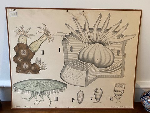 Skoleplanche med sødyr, bl.a. gople, DKK 350, norsk fra Dybdahls Zoologiske 
plansjer, trykt i Oslo i midten af det 20. århundrede.