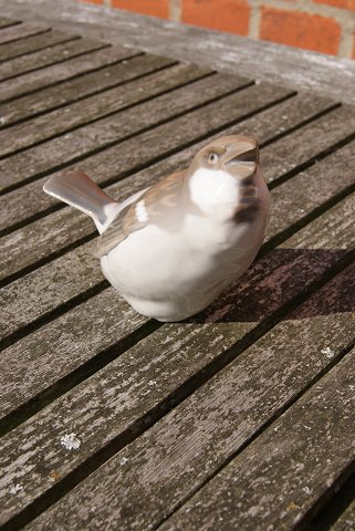 item no: f-BG 1607 Gråspurv