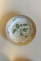 Royal Copenhagen Flora Danica Salat Tallerken No 20/3573