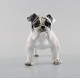 Rosenthal English bulldog in hand-painted porcelain. 1950