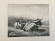 Radering af Johannes Vilhelm Zillen 1858 - To hvilende køer.