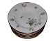 Bellis & Coltsfoot Angular
Large soup plate 24.5 cm.