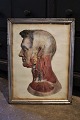 19th century engraving of the anatomy of the human body (head) in old silver 
frame...
