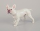 Bing & Grøndahl. Porcelain figurine of a French Bulldog.