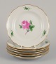 item no: 
570281
