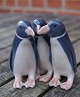 Royal 
Copenhagen 
Dänemark, Figur 
Nr. 1284, 3 
Pinguine