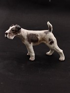 Dahl Jensen Fox Terrier 1009