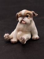 Dahl Jensen, Pekingese puppy 1134