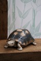K&Co. presents: 
Rare 
porcelain 
figurine from 
Royal 
Copenhagen of a 
turtle, from 
the years 
1898-1923. 
RC#552...