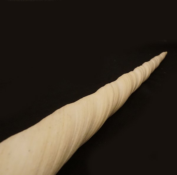 Narwhal tusk, Monodon monoceros. In a very good condition. L: 154cm