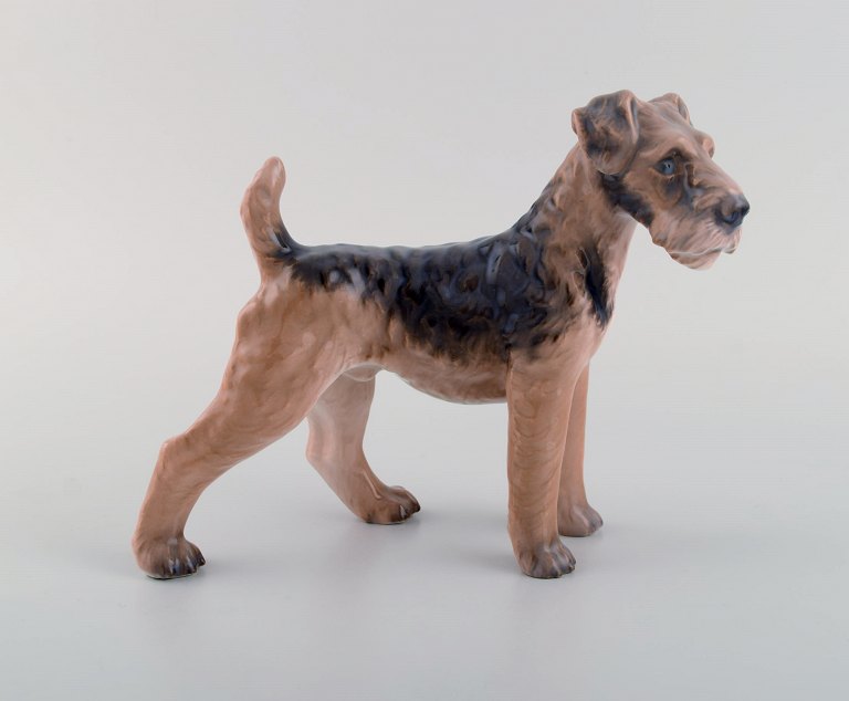 Dahl Jensen porcelænsfigur. Airedale Terrier. Modelnummer 1079. 1930/40