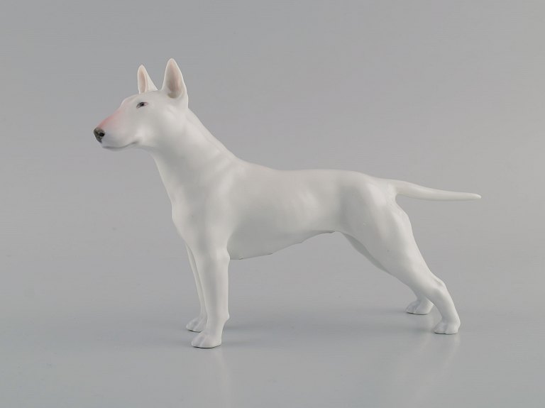 Royal Copenhagen porcelain figurine. English bull terrier. Dated 1957.
