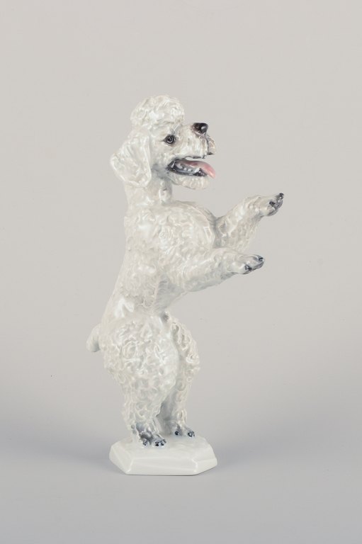 Fritz Heidenreich for Rosenthal, Germany, large standing porcelain poodle.